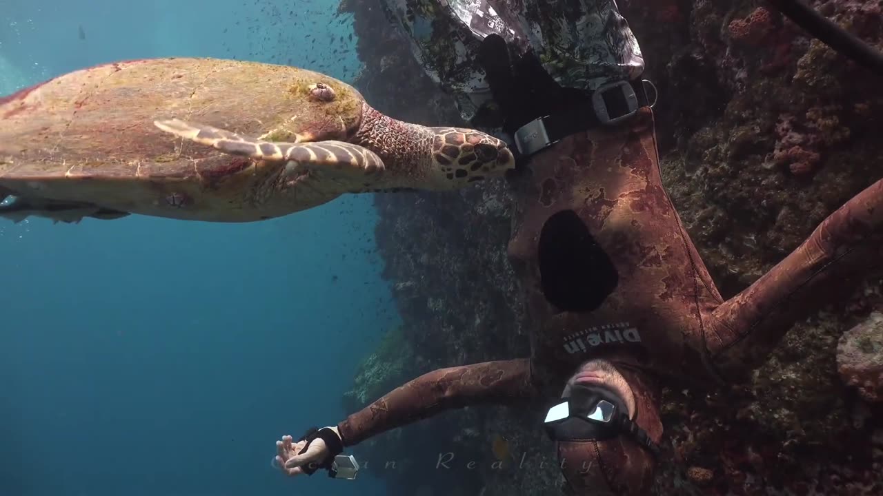 THE TURTLE AND THE DIVER EXPLORE THE REEF.