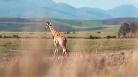 animals video with sound amazing work