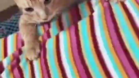 Cute Crazy Cats Funny Viral Clips😹