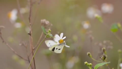 Flower and a butterfly
