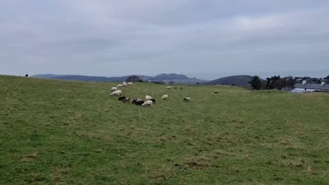 Some Sheep On A Hill In North Wales