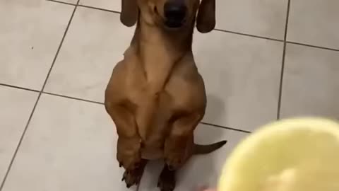 Dachshund dog reaction for the lemon slice