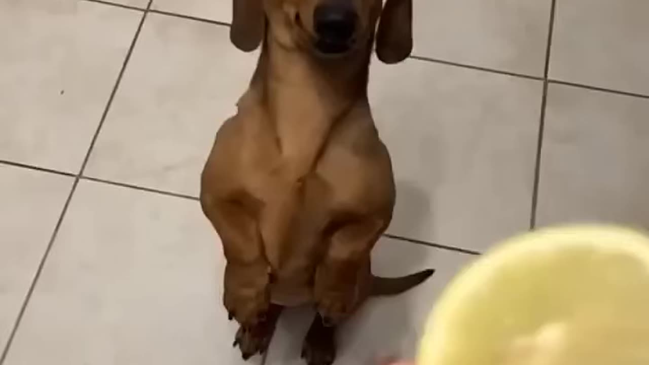 Dachshund dog reaction for the lemon slice