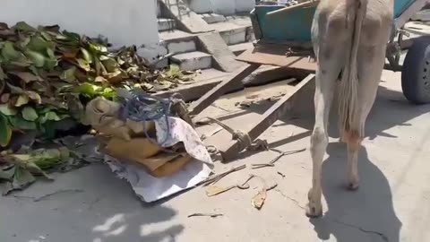 Rescatan asno por maltrato animal