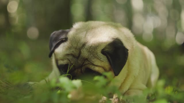 cute pug lying down in the grass
