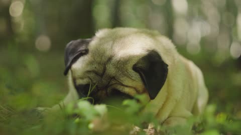 cute pug lying down in the grass
