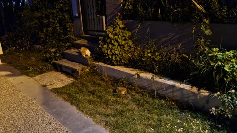 Cats and a hedgehog