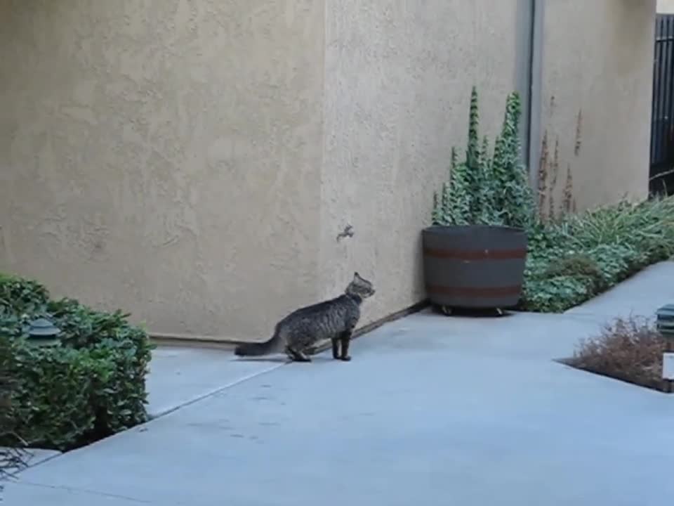 Funny cat climbing into house