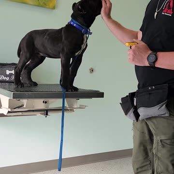 How To Get Your Dog To Behave at the Vet