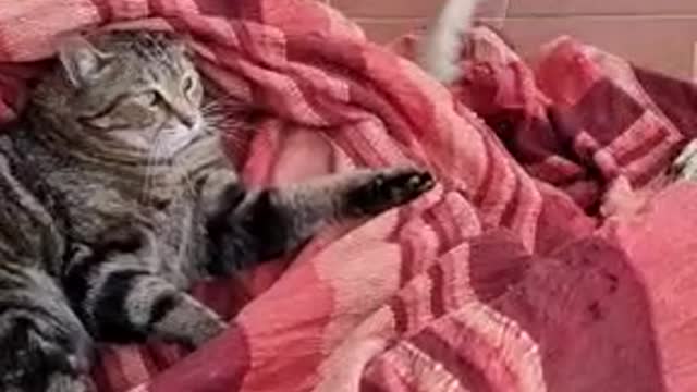 Cat and Wolfdog Argue Over Spot on Chair