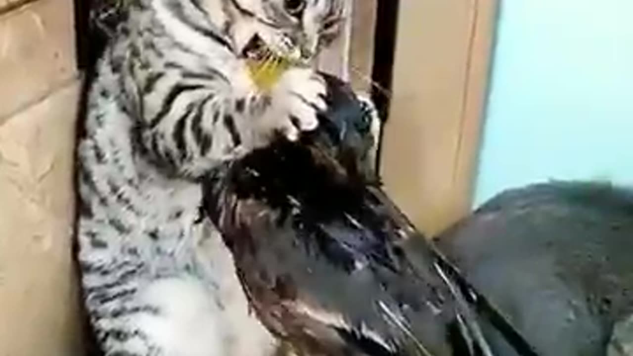 Funny animals