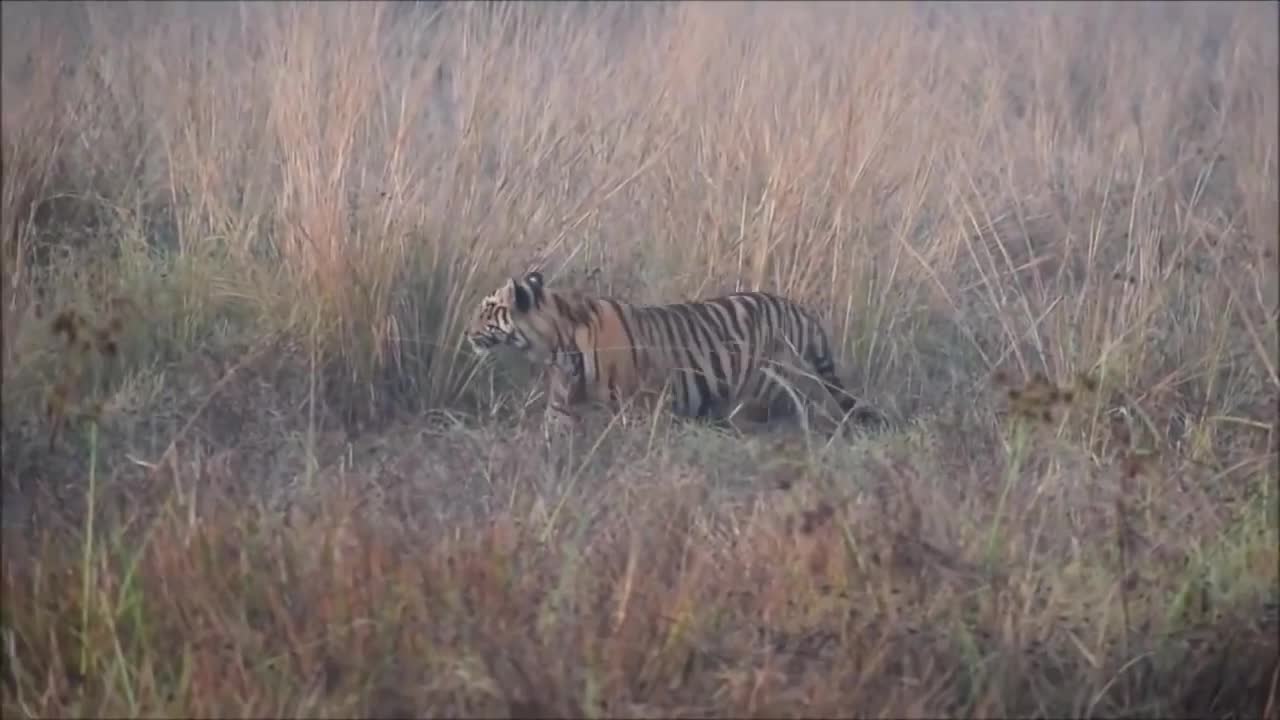 Tiger in the Grass