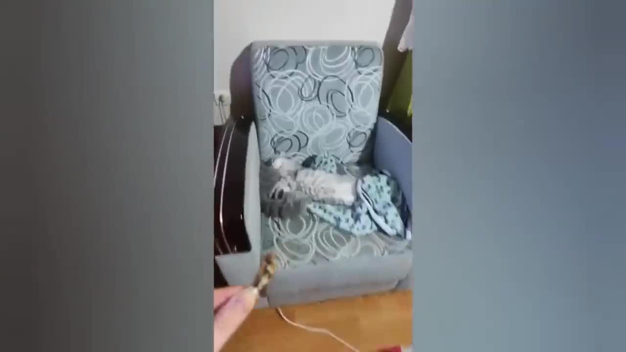 The whole picture is of cats