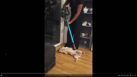 Quick Smile clip of the day: Again, again..🐕😅