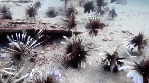 10 Amazing Sea Creatures You've Never Seen Before