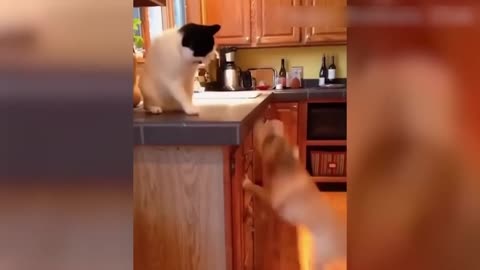 funny vedio cat and dog