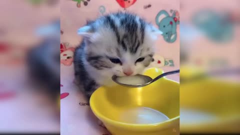 Cute Baby Cats and Funny Baby Cat Videos