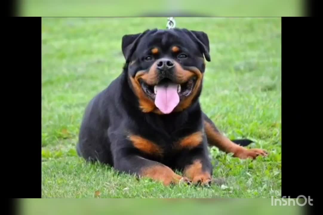 Love this dog