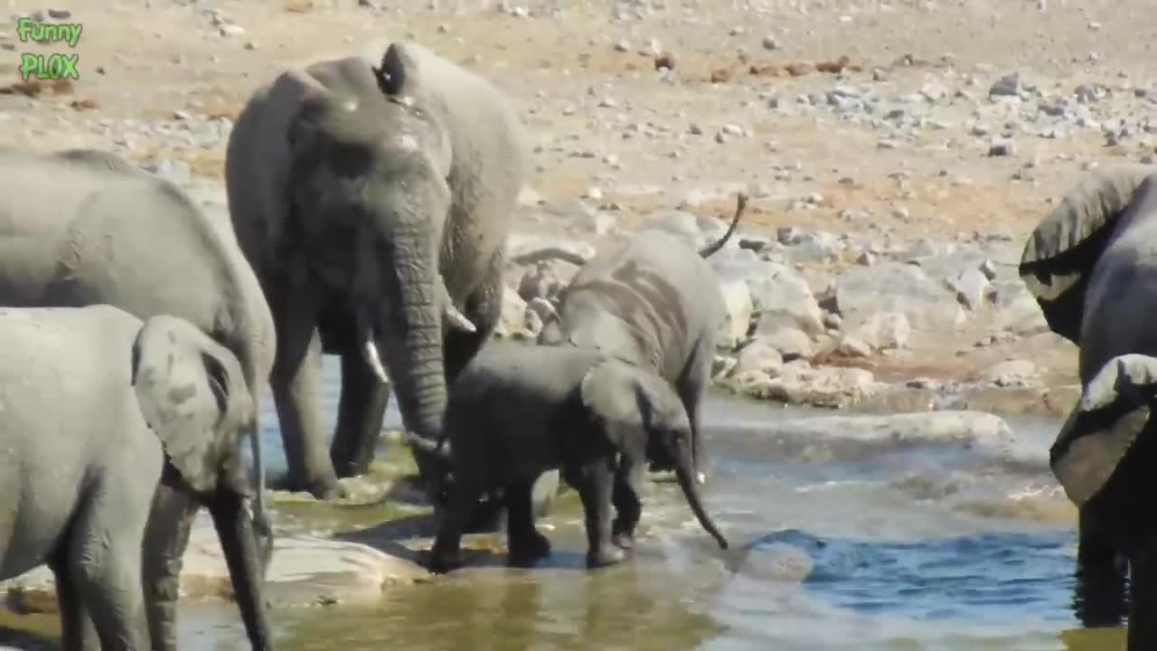 Most Funny and Cute Baby Elephant Videos Compilation