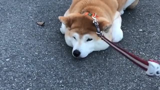 Funny animal video assembly #6| best pet funny video! | try not to laugh!