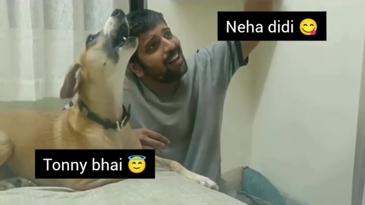 Singing video # funny video # dogs # funny animal