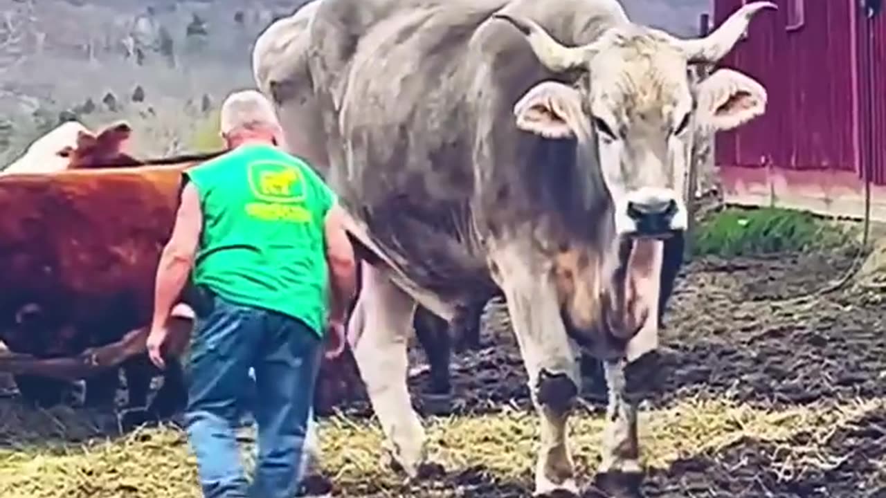 Bull and a Human