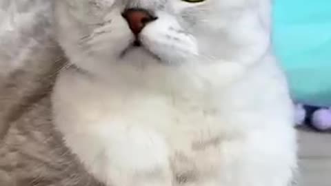 how to trick a cat