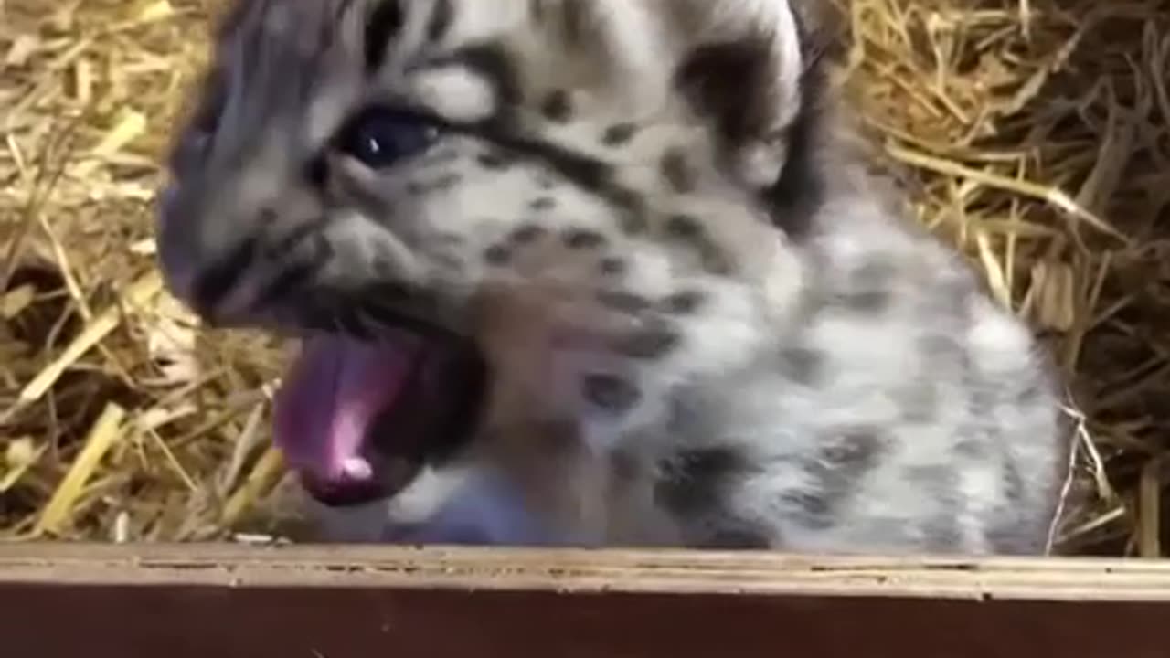 The voice of a brave snow leopard cub