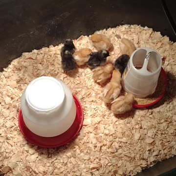 Den Surprised Me and Got Me Baby 🐥🐣🐤