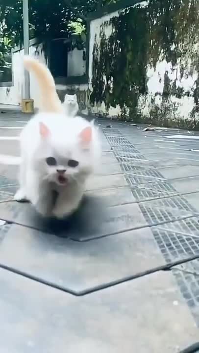 Funny and Cute Cats Videos | Cute Cats | Funny Pets | Cats and Dogs | #shorts