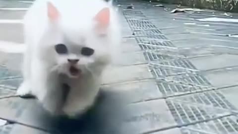 Funny and Cute Cats Videos | Cute Cats | Funny Pets | Cats and Dogs | #shorts