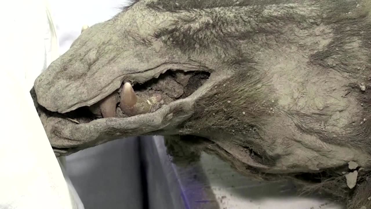 3,500-year-old bear found in Siberian permafrost