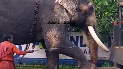 Elephant