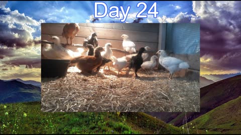 Week 4 Of Our New Baby Chickens Growth And Development