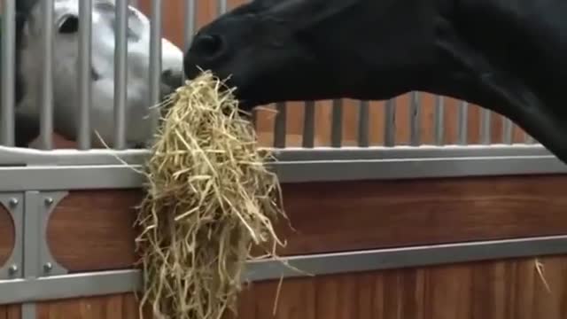 Funny and Cute Horse Videos That Will Change Your Mood For Good