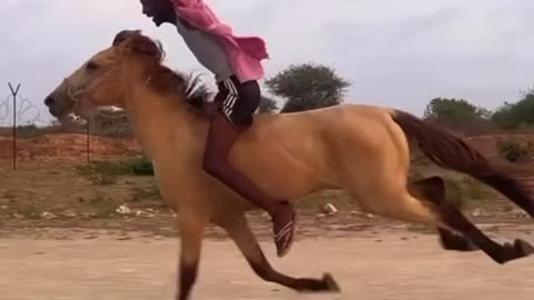 Majestic golden color horse