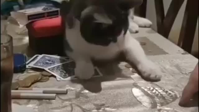 Smart cat