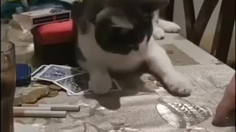 Smart cat