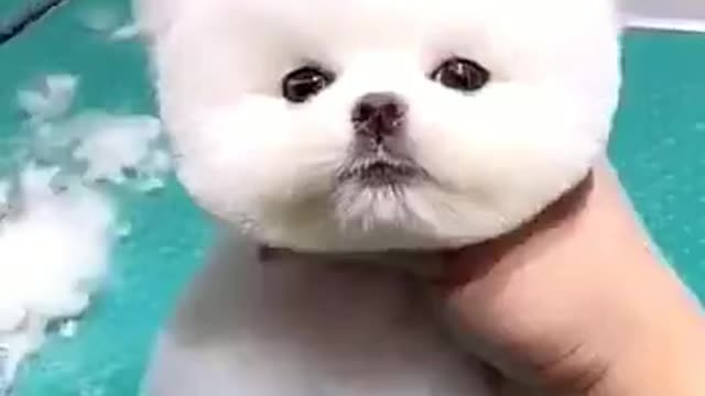 Cute dog cutting video😍 #petlovers