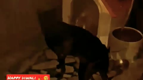 Dog playing with cracker funny moments