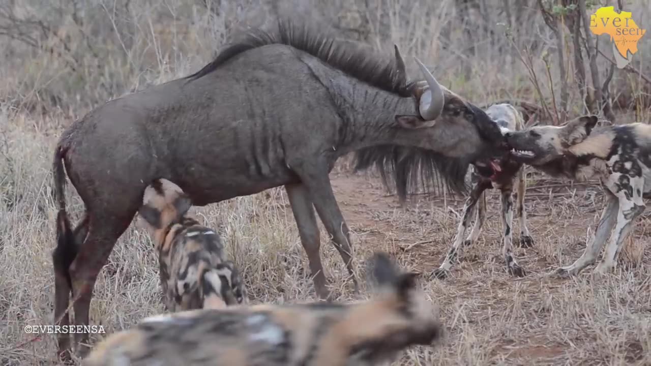 Painted WILD DOGS taking a wildebeest unborn calve from its mothers womb - NOT FOR SENSITIVE VIEWERS