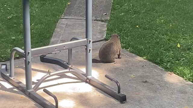 A Groundhog Got in My Backyard