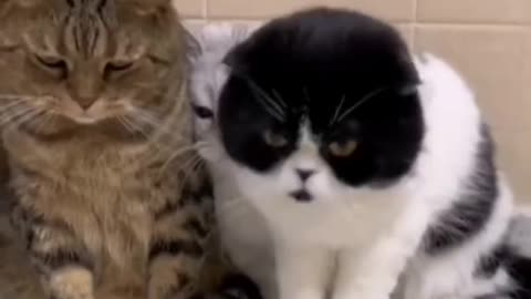 Funny animal videos