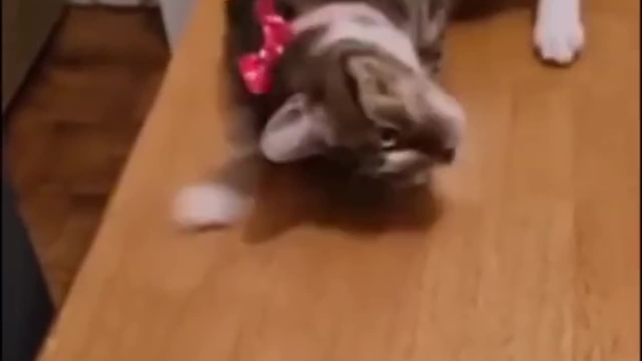 Funny animals 😄