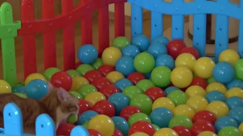 Cats and 1000 balls in a ball pit