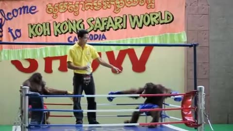 Orangutan boxing