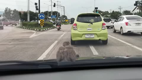 Cute Bird Hangs Out on Hood