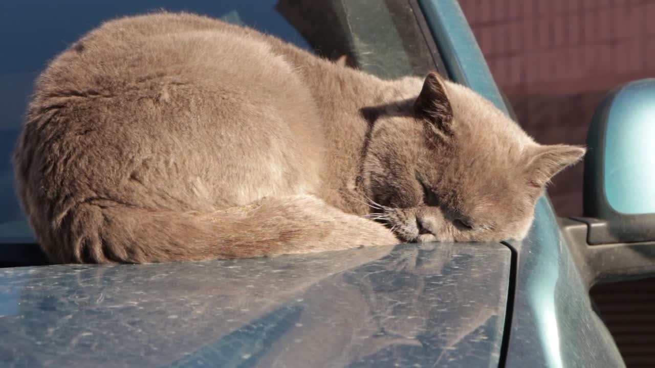 my cat is sleeping in car