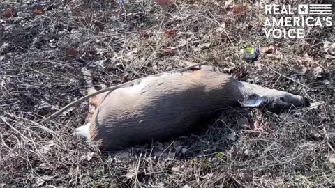 Dead Deer Being Found Downstream From East Palestine, Other Critters Not Eating Them?