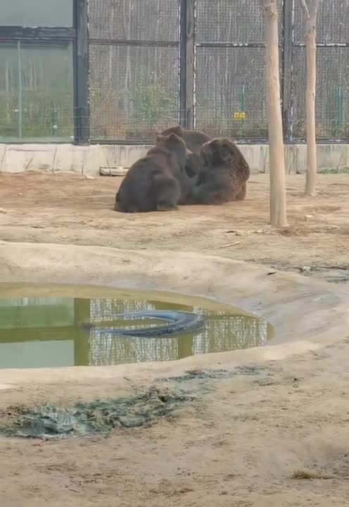 happy video (animal) #shorts